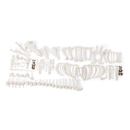 3B SCIENTIFIC Pig skeleton, f, Disarticulated 1020997